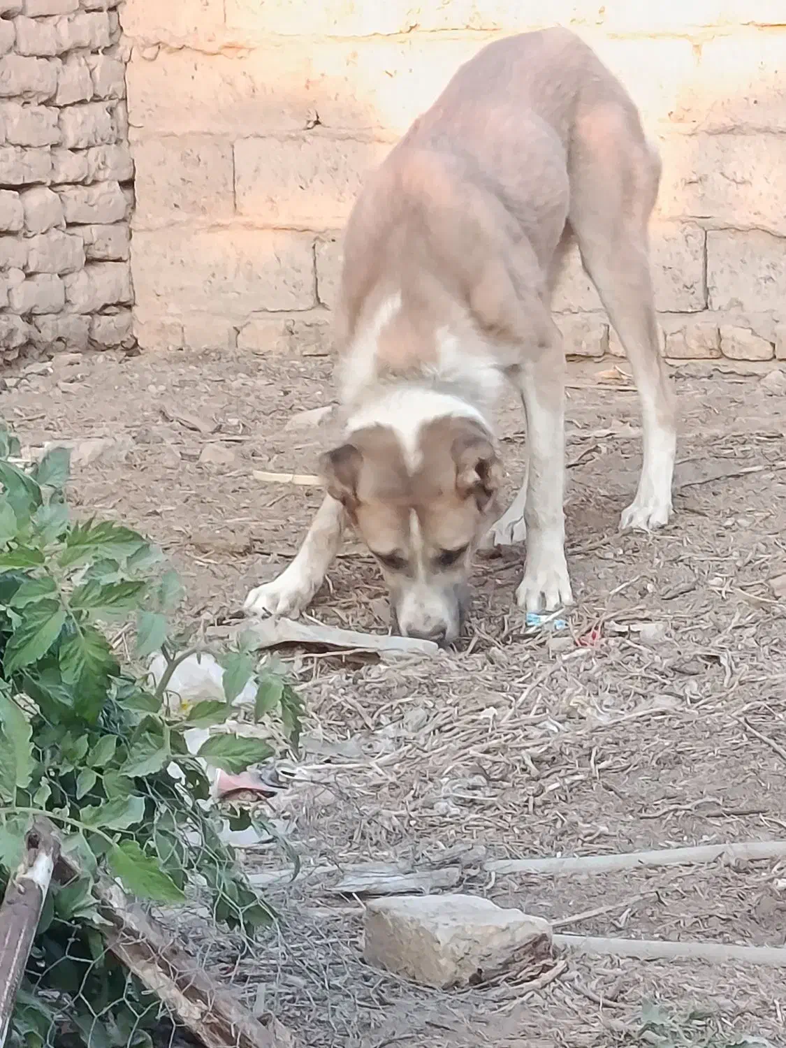 سگ درشت هیکلی|سگ|زابل, |دیوار