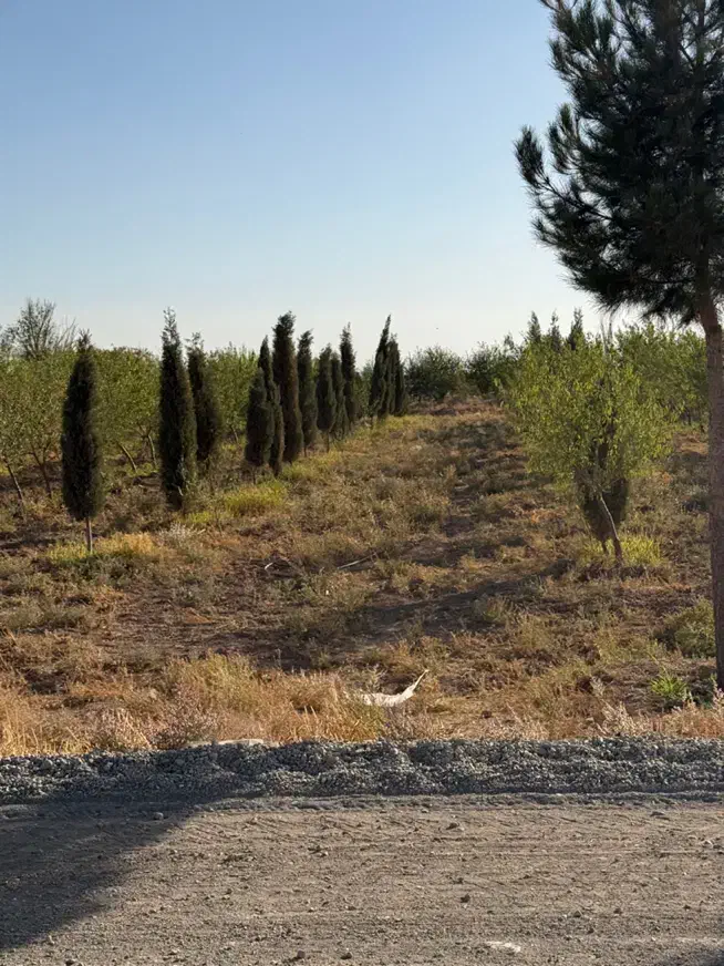 باغ بادام ۵ ساله با مجوز گلخانه|فروش زمین و ملک کلنگی|تهران, نازیآباد|دیوار