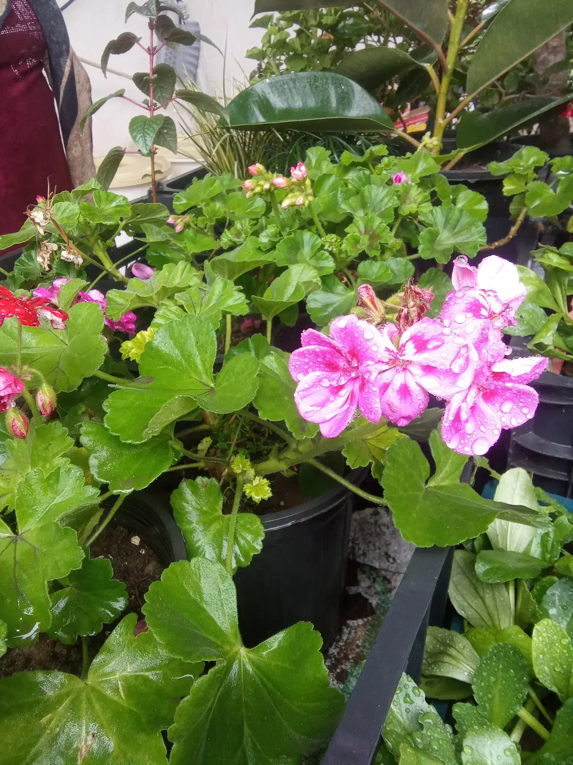 گل و گیاه|گل و گیاه طبیعی|تالش, هشتپر|دیوار