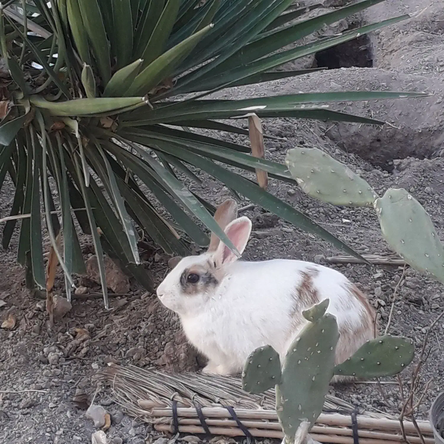 خرگوش|موش و خرگوش|سیرجان, |دیوار