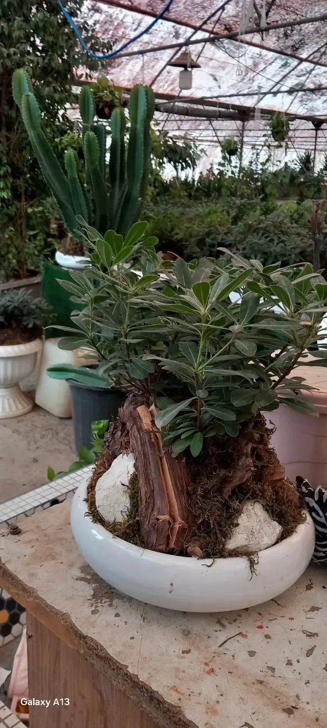 گل میخک وسانسوریا|گل و گیاه طبیعی|مشهد, گلشور|دیوار