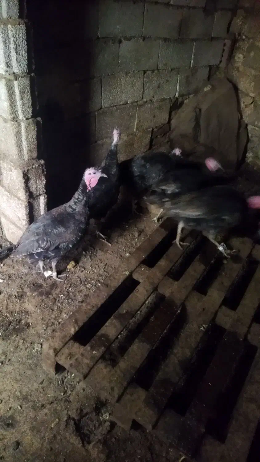 بوقلمون چاق برای شب یلدا مکان خود ماکو|پرنده|ماکو, |دیوار