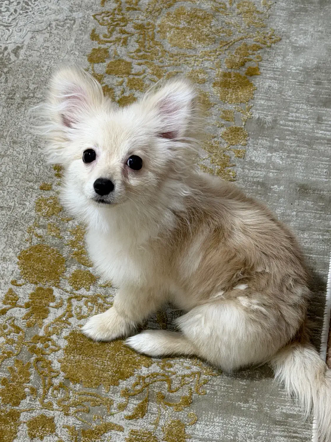 سگ نر|سگ|بندرعباس, |دیوار