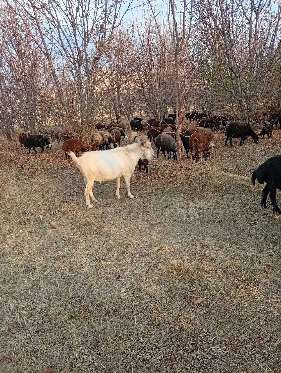 نر بز|حیوانات مزرعه|قره چای, |دیوار