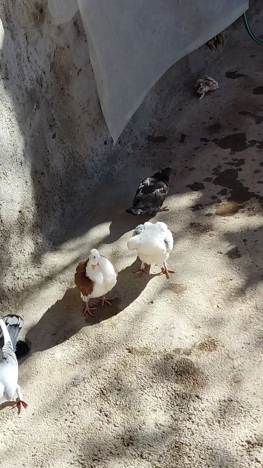 همه نوع کبوتر|پرنده|یاسوج, |دیوار