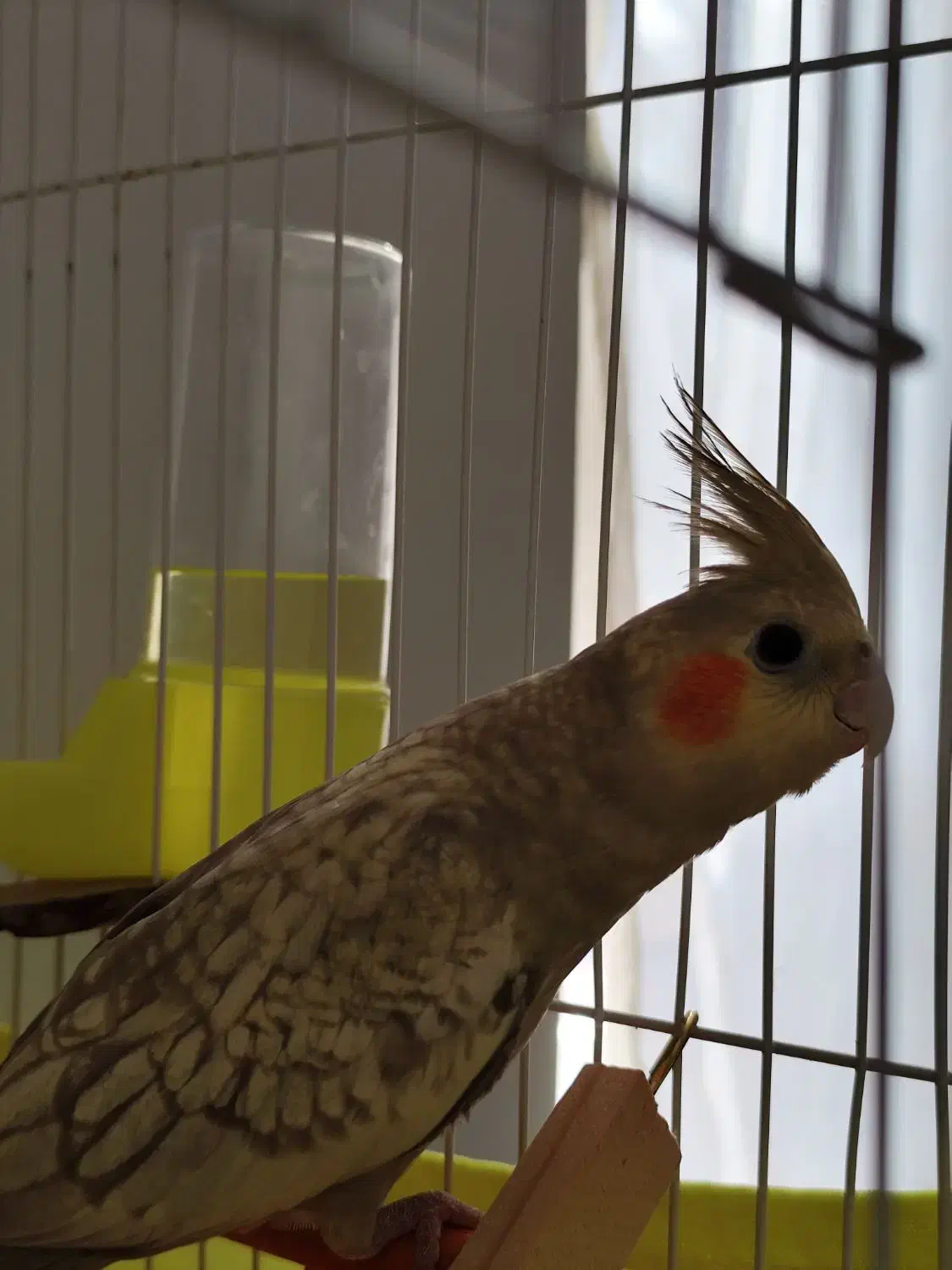 طوطی عروس گمشده|حیوانات|اقبالیه, |دیوار