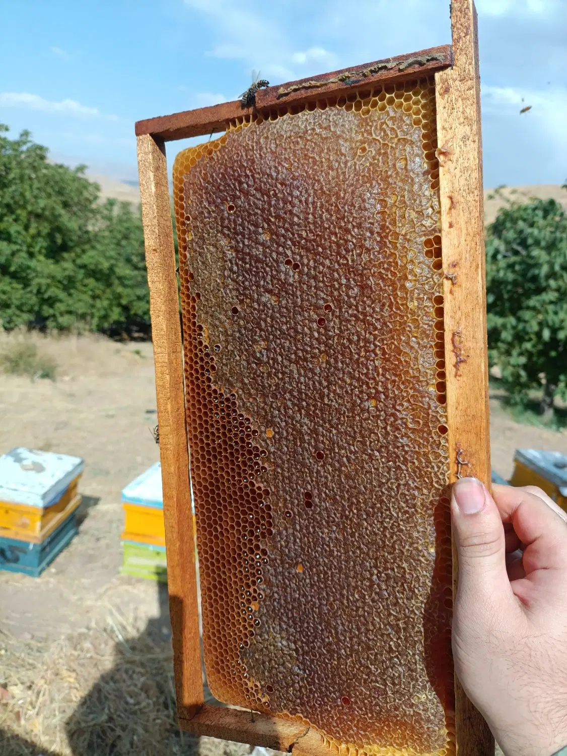 عسل طبیعی کوهستان|خوردنی و آشامیدنی|تهران, جمهوری|دیوار