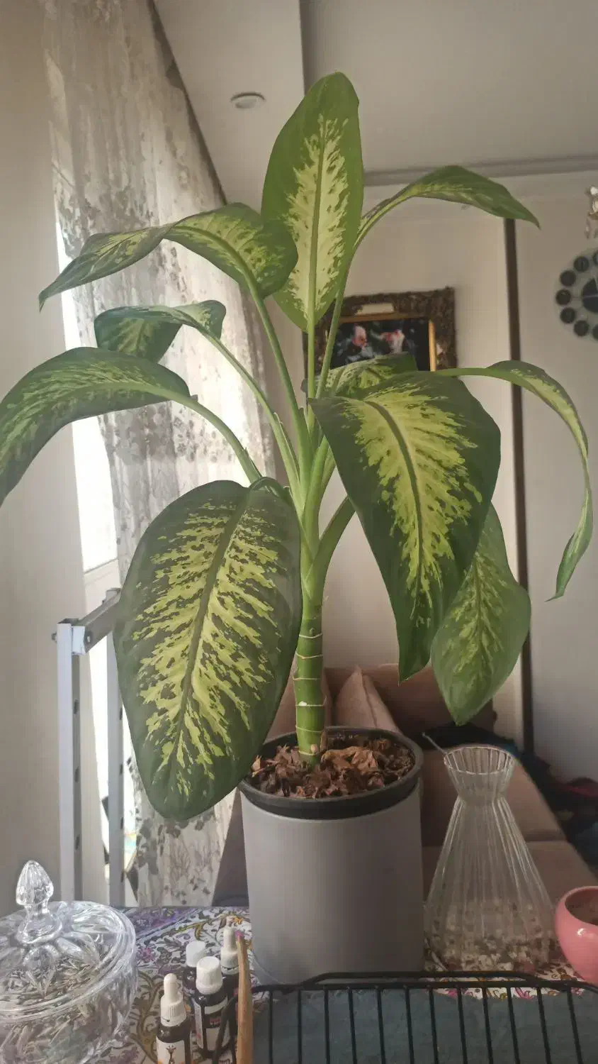 گلدان گل|گل و گیاه طبیعی|تهران, بروجردی|دیوار