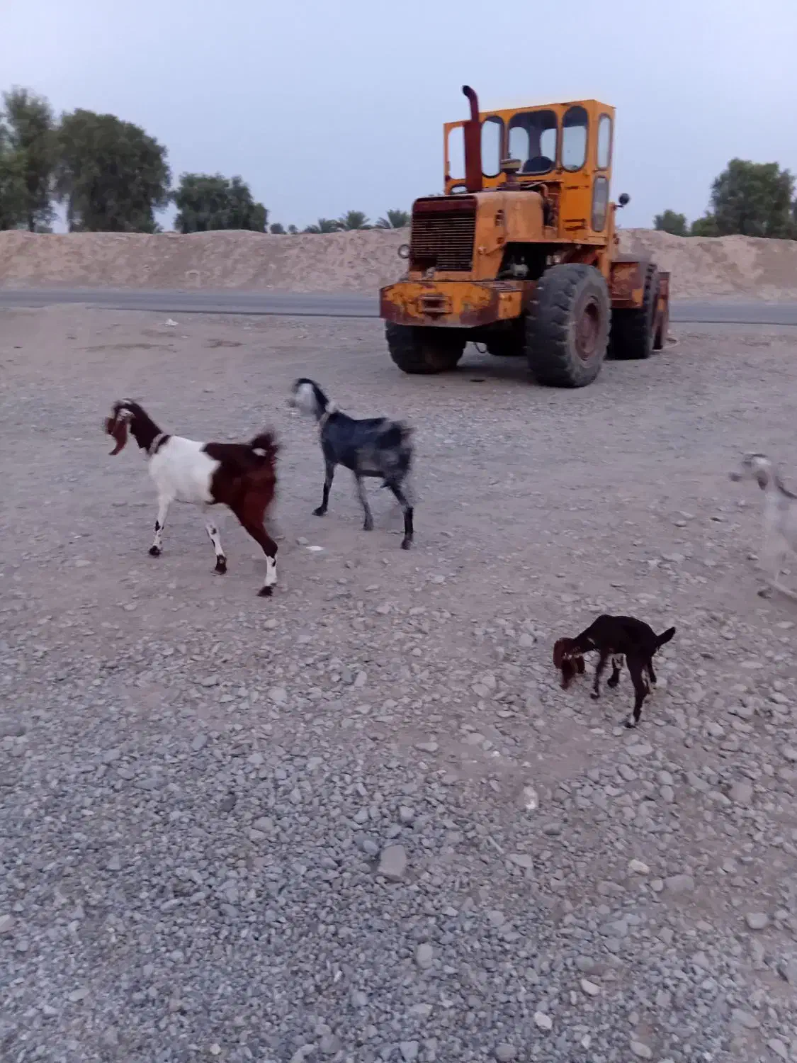 سه بز پاکستانی هر بز ۲ کهره|حیوانات مزرعه|قلعه گنج, |دیوار