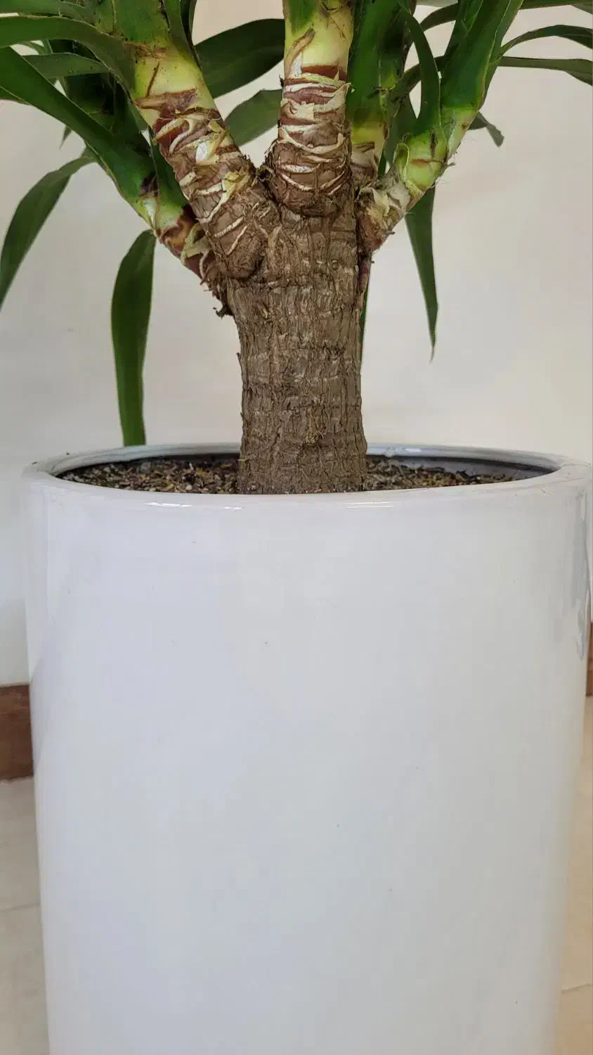 گیاه یوکا، پر و سرحال، لوکس|گل و گیاه طبیعی|قم, بنیاد|دیوار