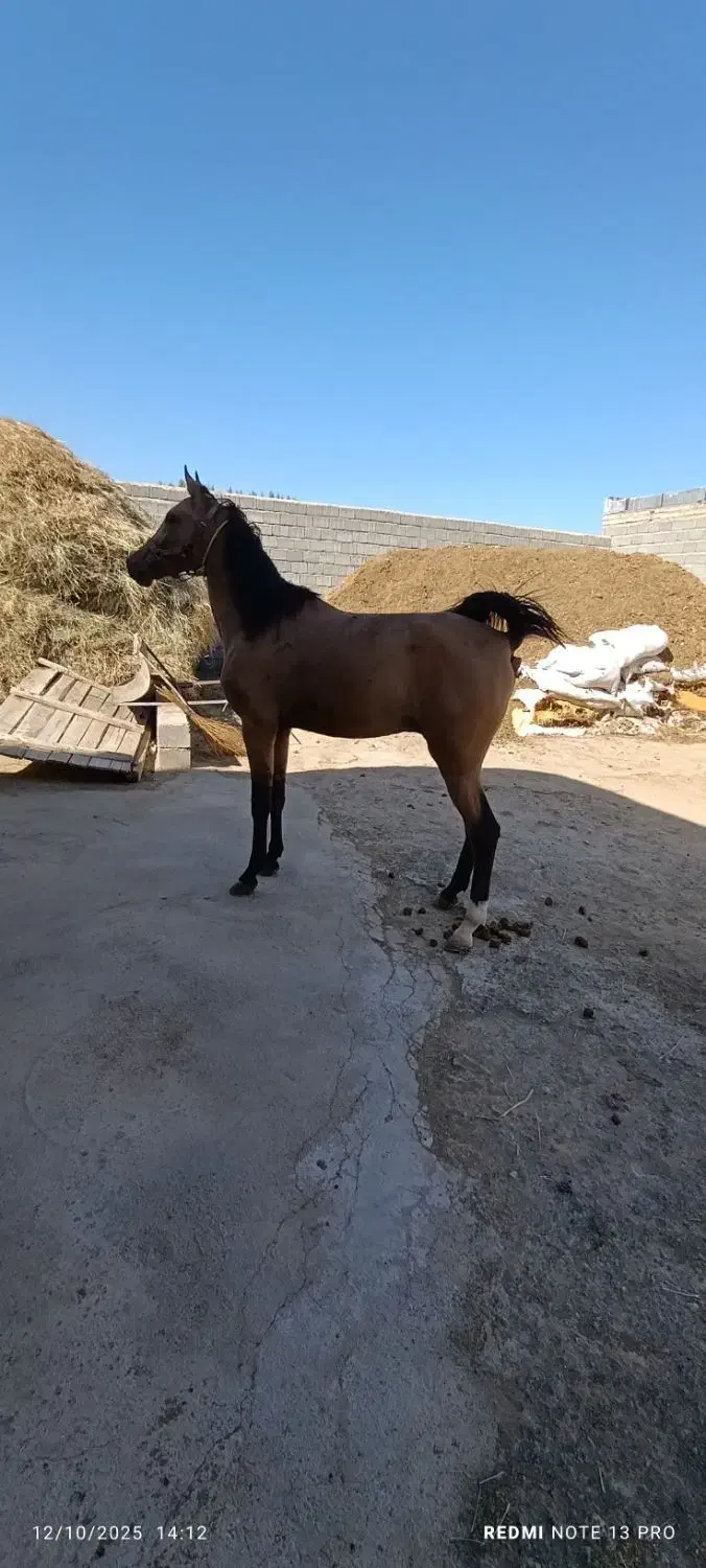 اسب دره شوری|اسب و تجهیزات اسب‌سواری|سلماس, |دیوار