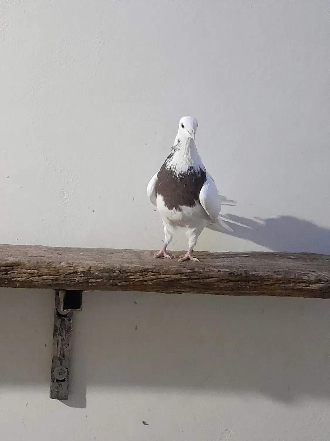 کبوتر طوقی|پرنده|خمینی‌شهر, |دیوار