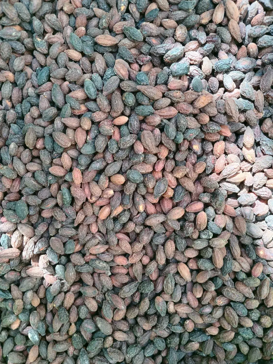 زغال اخته طارم سفلی قزوین|خوردنی و آشامیدنی|قزوین, |دیوار