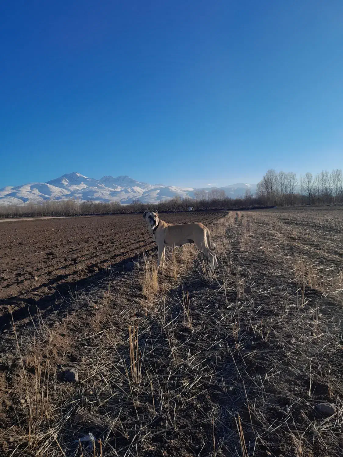 سگ سرابی ماده از7 نسل اصیل|سگ|مشگین شهر, |دیوار