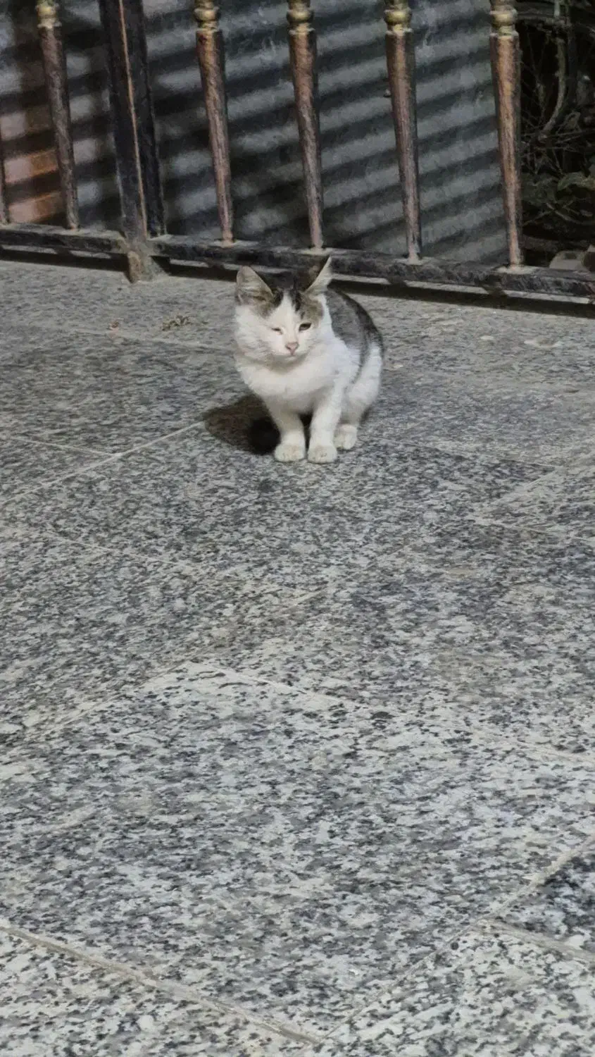 واگذاری رایگان تعدادی گربه|گربه|خمینیشهر, |دیوار