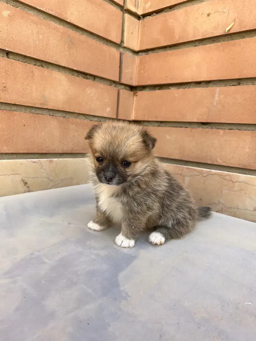 پامر عروسکی ماده نهایت وزن ۲ کیلو|سگ|اصفهان, سپاهانشهر|دیوار