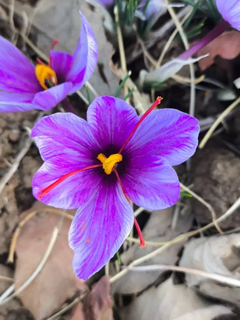 زعفران|عمده‌فروشی|اندیمشک, |دیوار