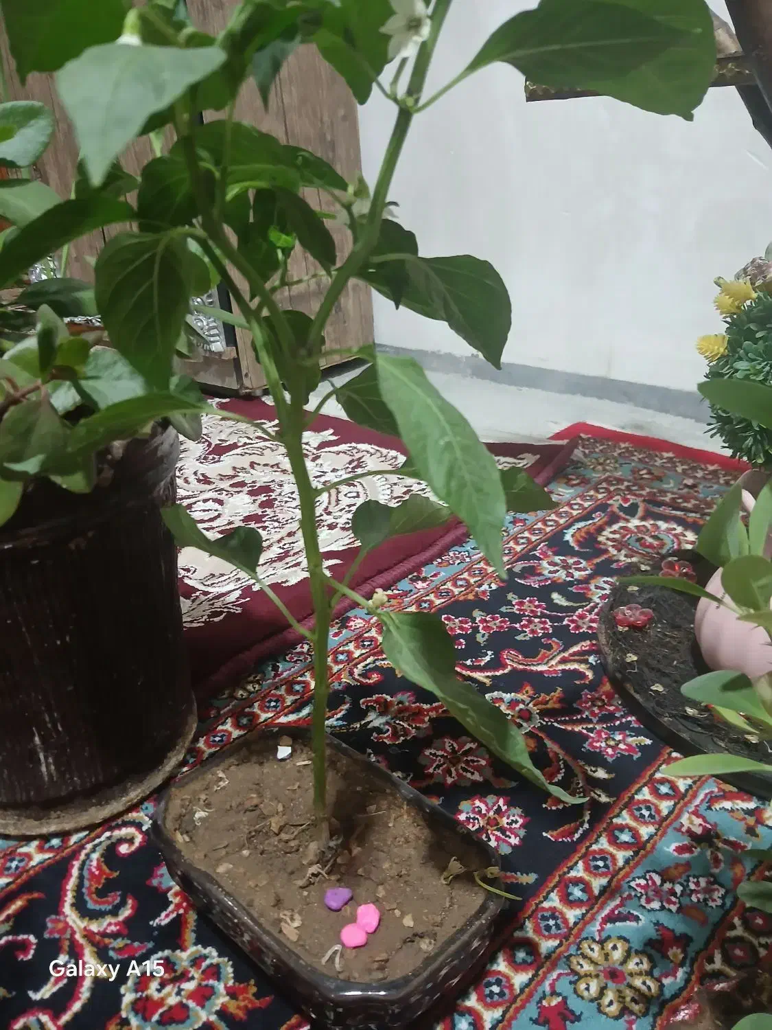 ۴ عدد گل طبیعی زیبا|گل و گیاه طبیعی|ایوان, |دیوار