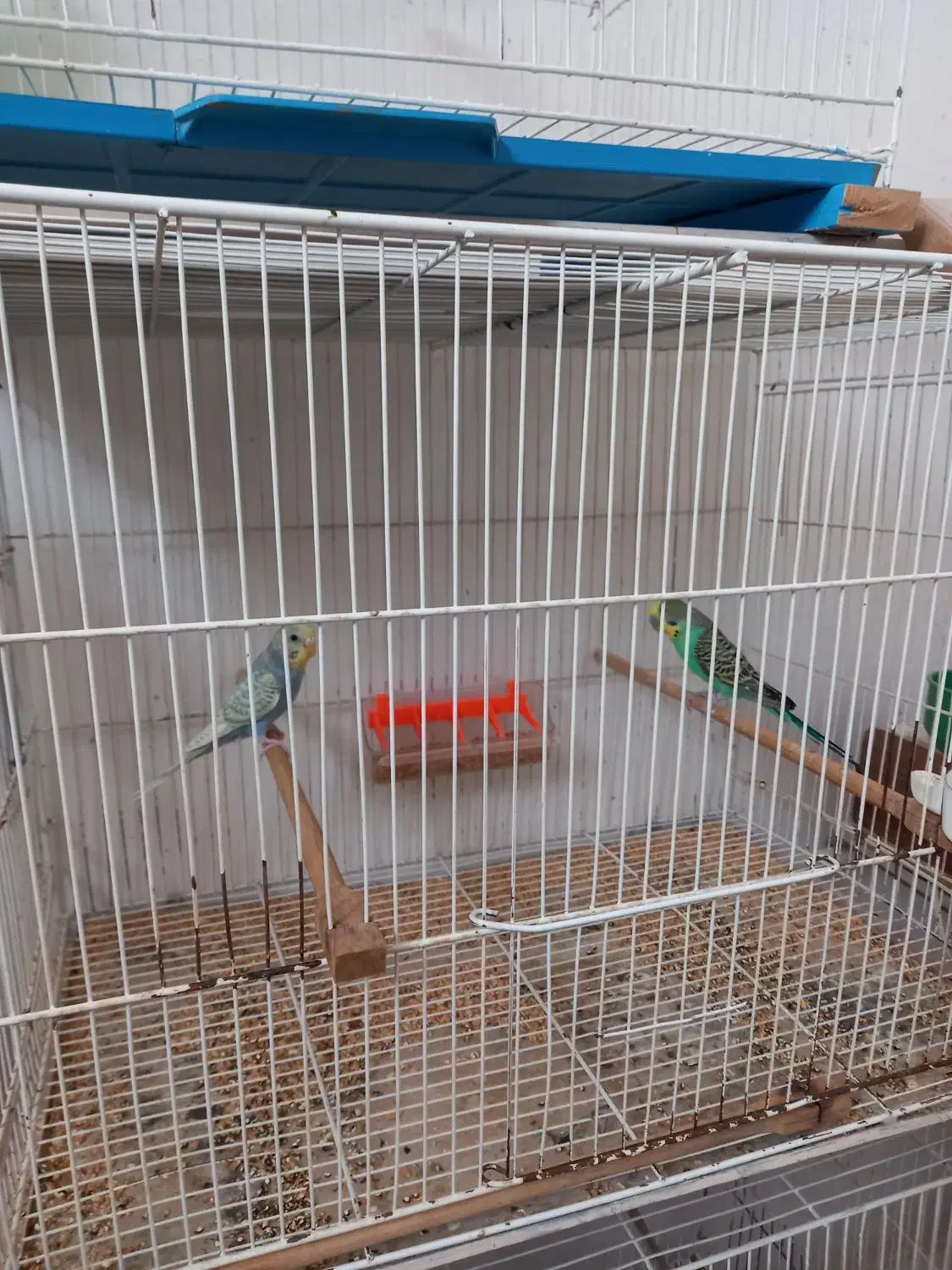 مرغ عشق|پرنده|تایباد, |دیوار