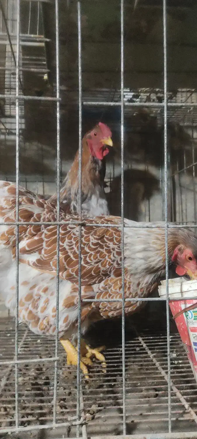 مرغ و خروس ویاندوت و مرغ محلی|حیوانات مزرعه|مریوان, |دیوار