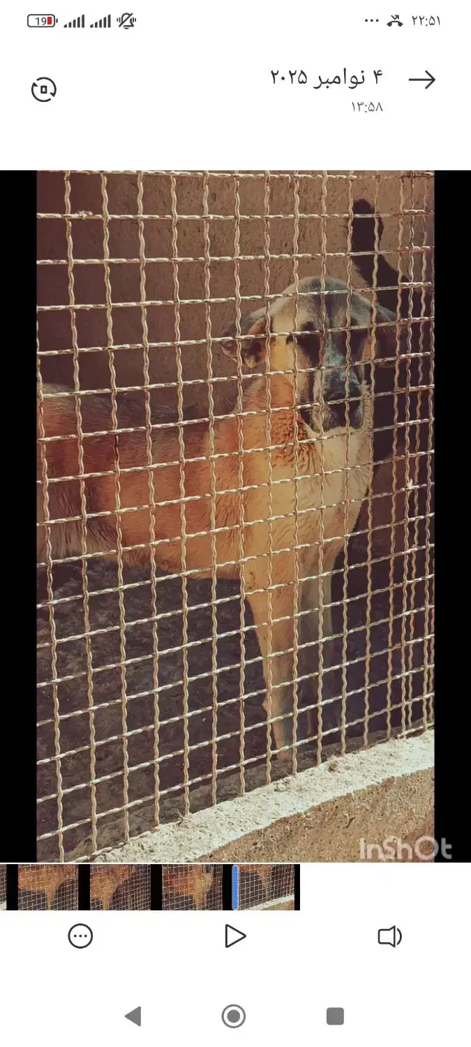 سگ ماده الابایی توله|سگ|دهق, |دیوار