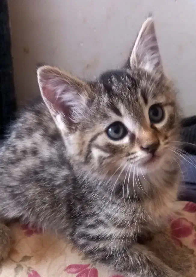 بچه گربه کوچولو یک عدد سفید و یکی پلنگی|گربه|چناران, |دیوار