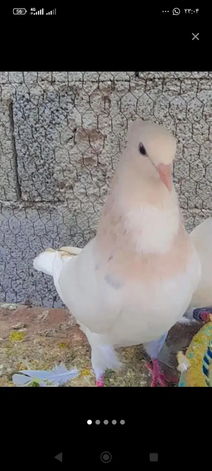 طوقی باخت دادم|حیوانات|رامشیر, |دیوار