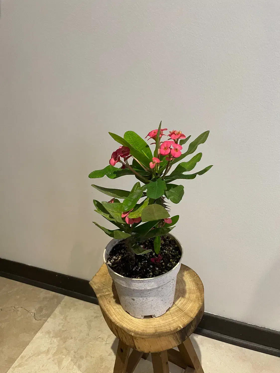 مرجان گلدار|گل و گیاه طبیعی|تهران, سید خندان (جلفا)|دیوار