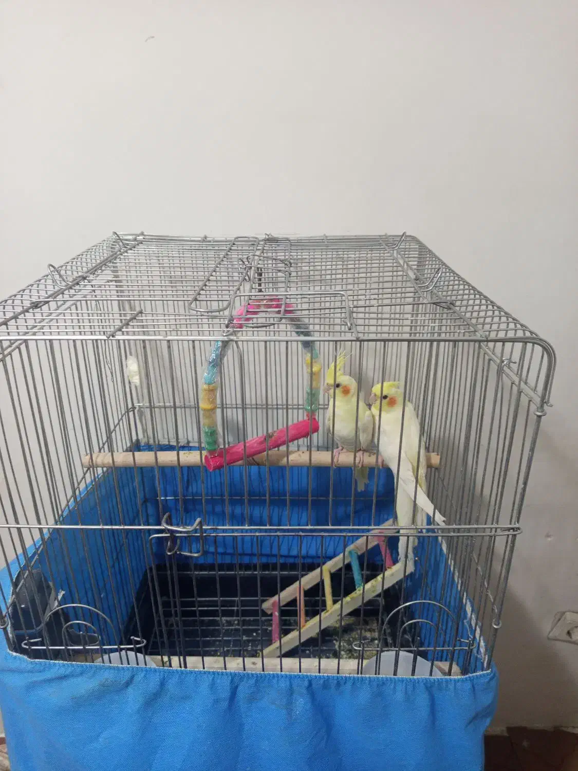 عروس هلندی|پرنده|صفادشت, |دیوار