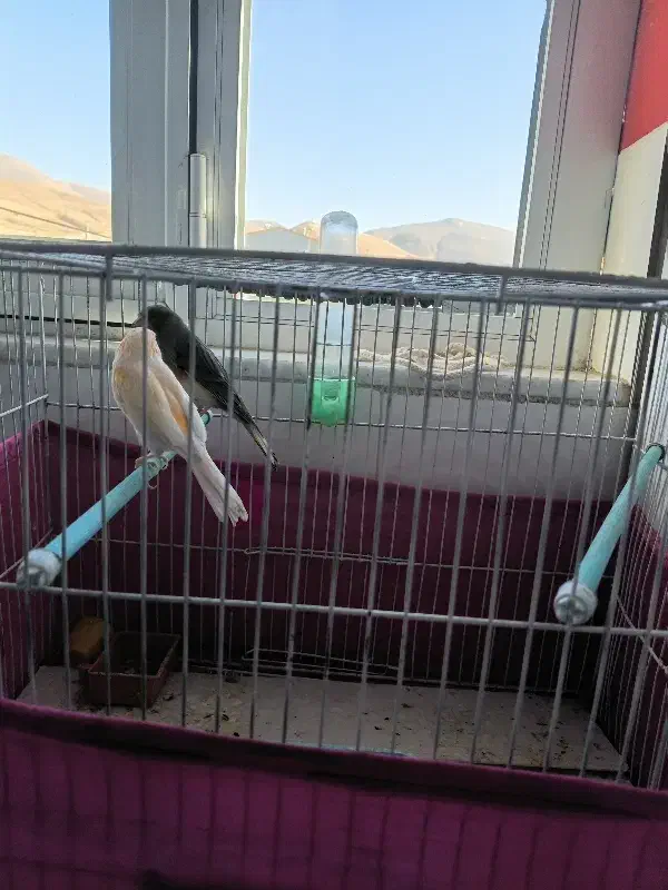 فروش ۲ عدد قناری  با قفس|پرنده|خلخال, |دیوار
