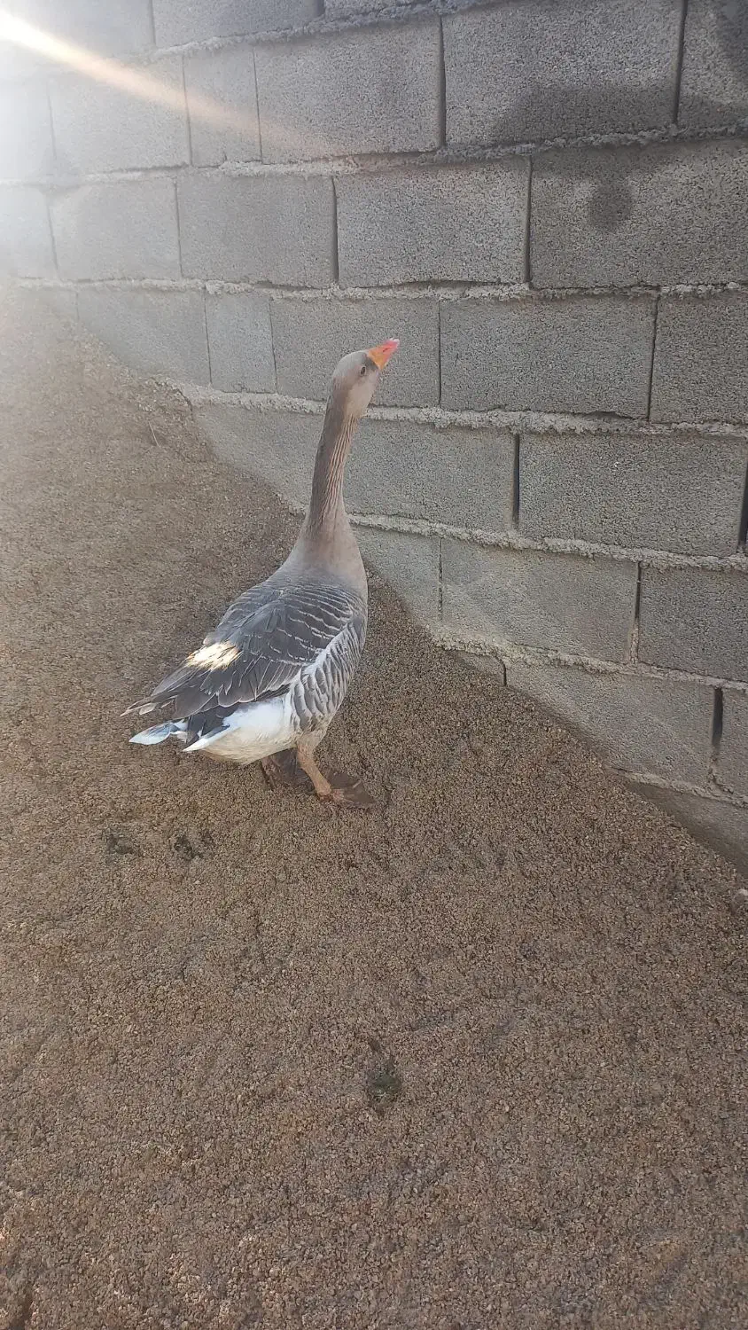 غازمحلی ماده وتخم غاز|حیوانات مزرعه|کلاله, |دیوار