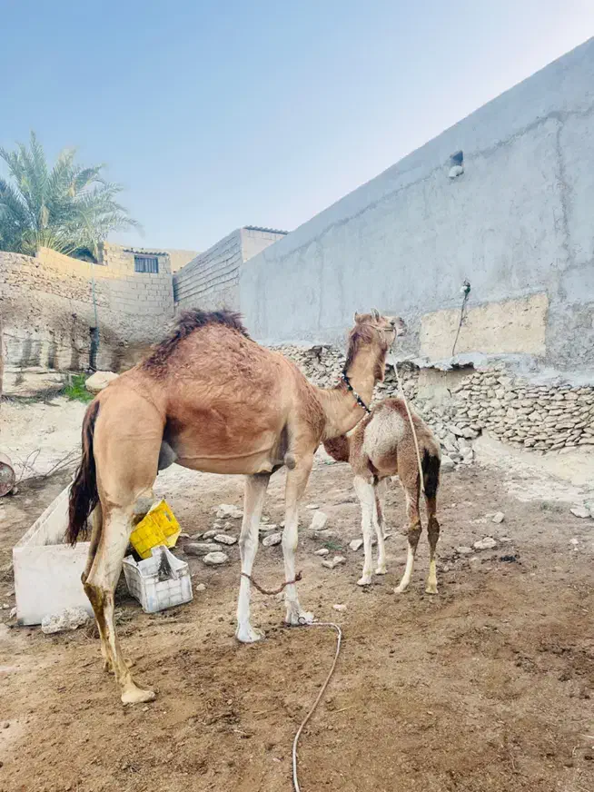 شتر|حیوانات مزرعه|قشم, |دیوار