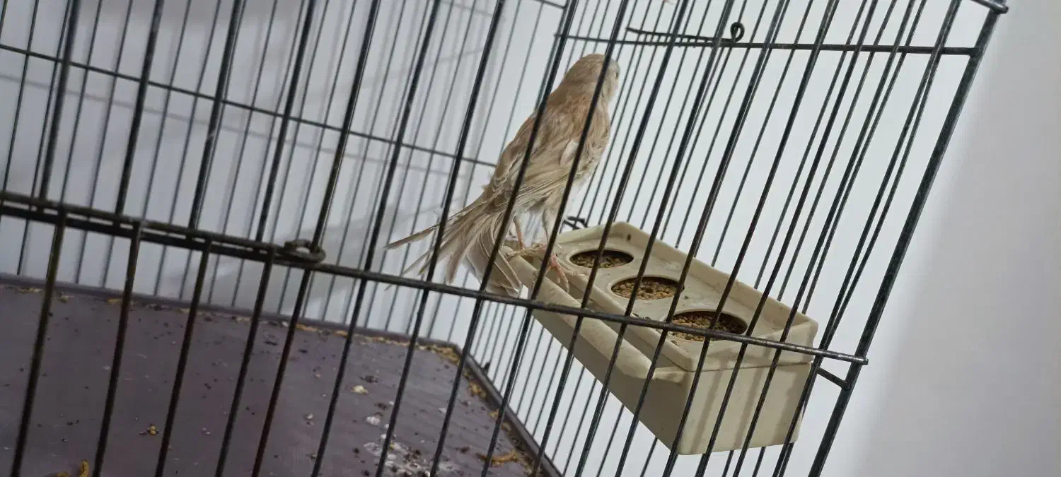 قناری ماده تن نخورده|پرنده|پاکدشت, پاکدشت (مامازند)|دیوار