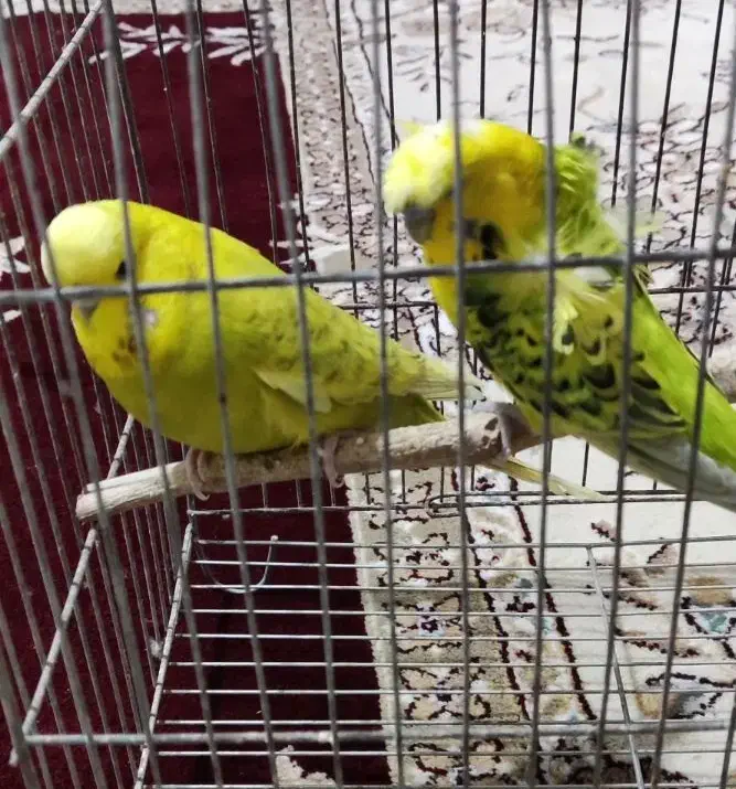 جفت مرغ عشق پروانه ای و انگلیسی|پرنده|بجنورد, |دیوار