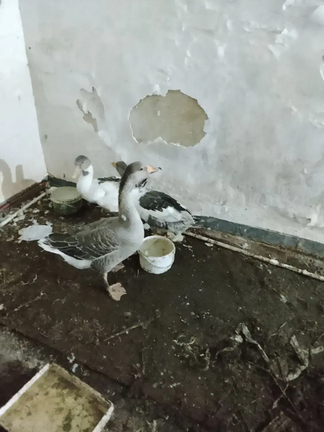 سه عدد غاز|حیوانات مزرعه|آبادان, |دیوار