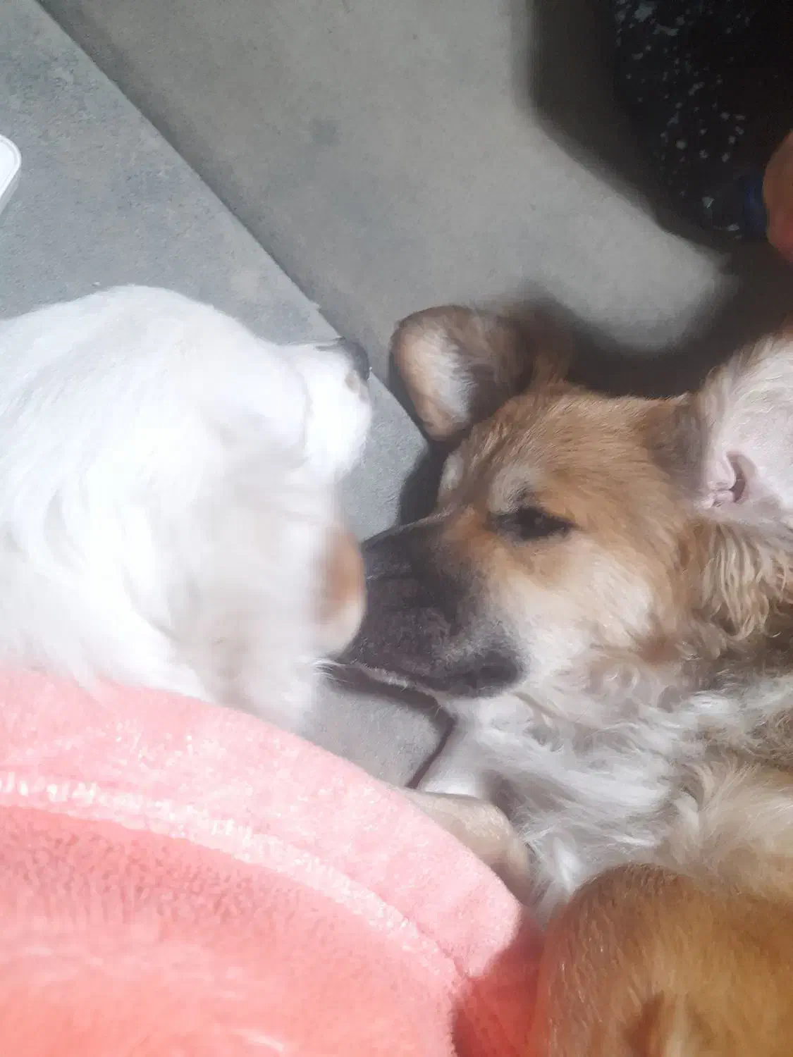 واگذاری دو سگ نرو ماده اشپیتز|سگ|قدس, شهر‌قدس|دیوار