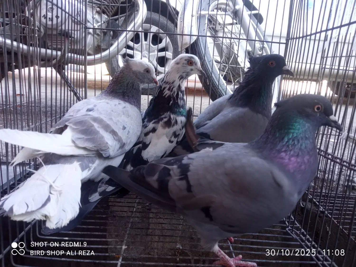 کبوتر|پرنده|سردشت, |دیوار