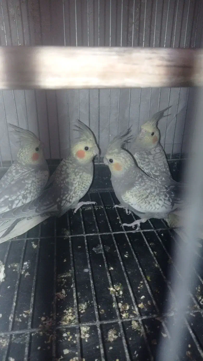 جوجه عروس هلندی|پرنده|کاشان, شهرک ۲۲ بهمن|دیوار