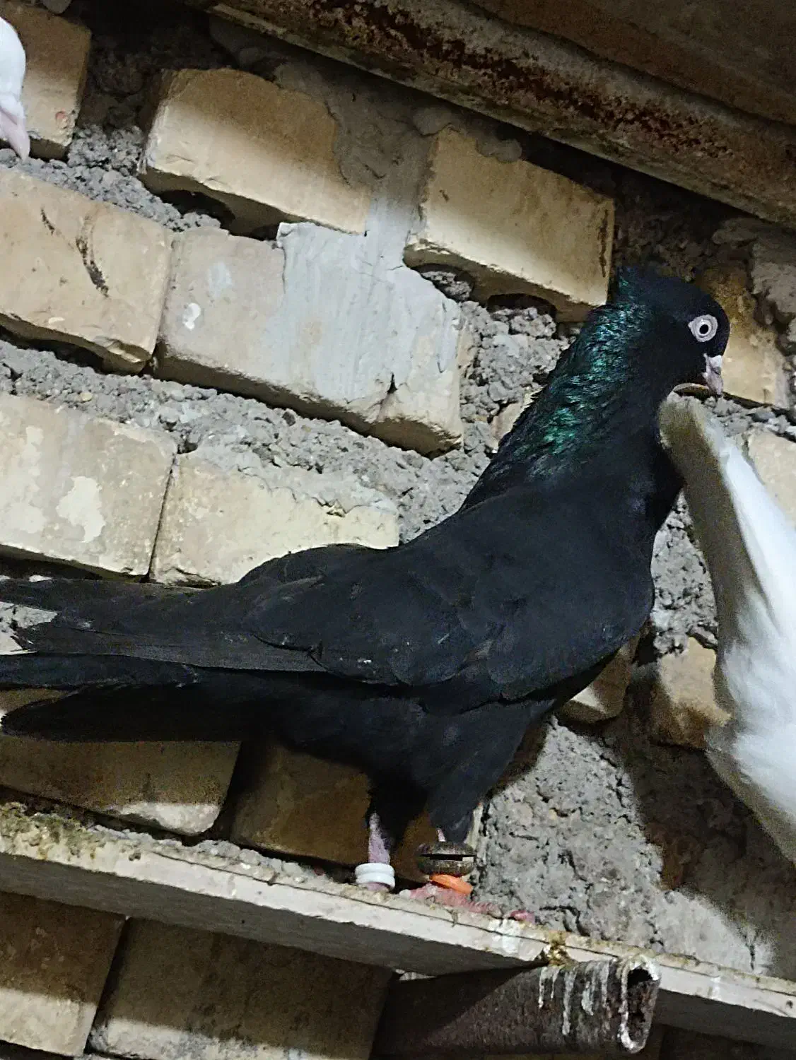 زاغ|پرنده|خرمشهر, |دیوار