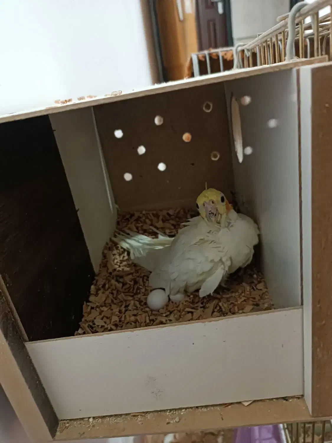 عروس هلندی جفت|پرنده|کویرات, |دیوار