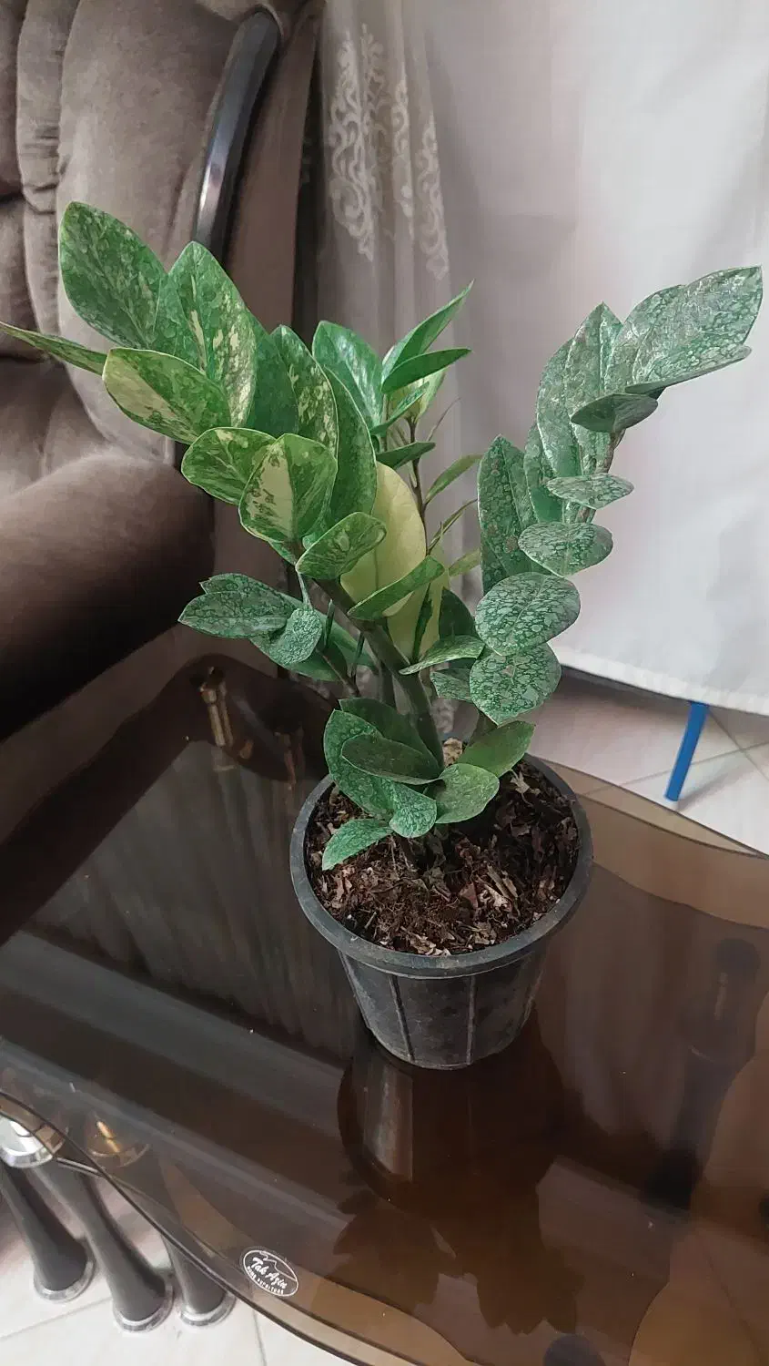 زاموفیلیا ابلق|گل و گیاه طبیعی|مشهد, نرگس (شهرک غرب)|دیوار