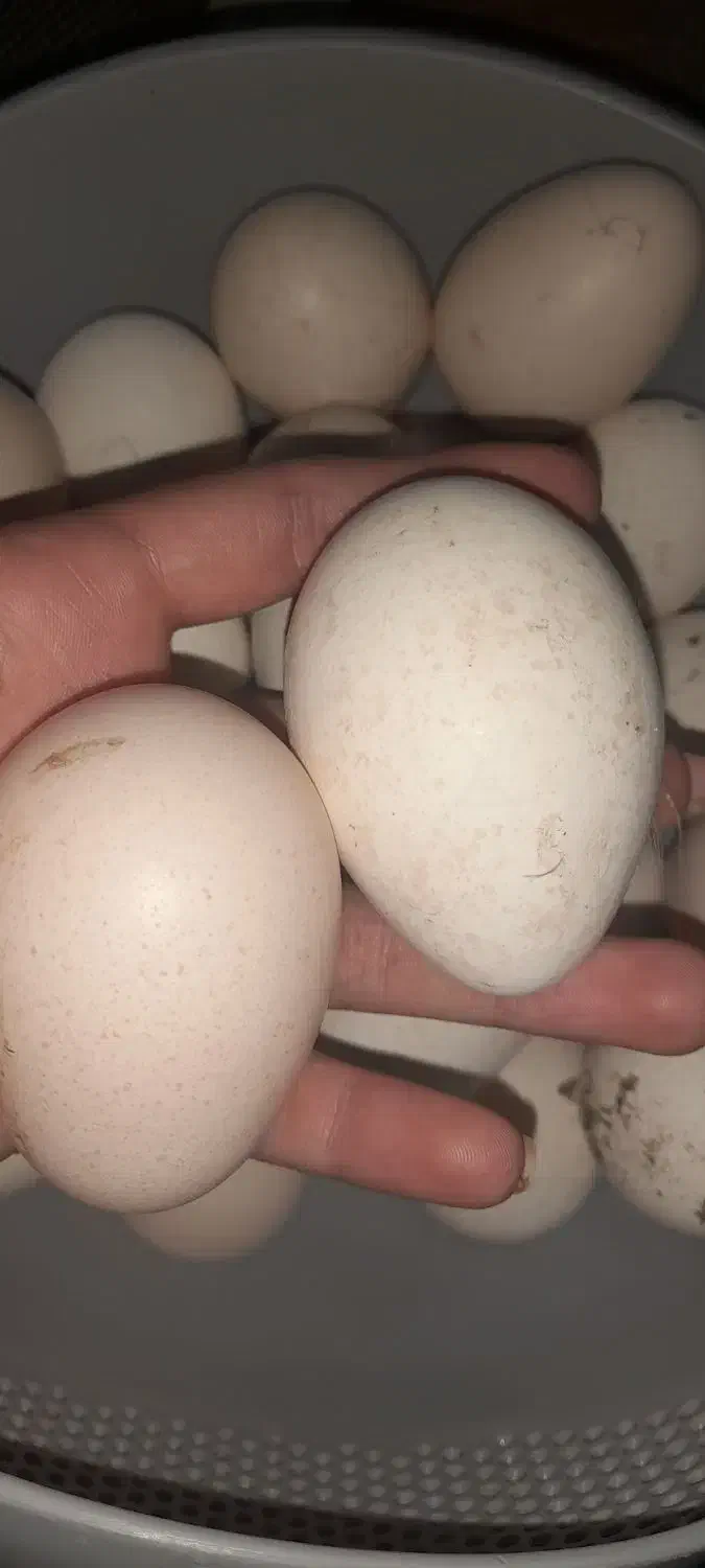 تخم بو قلمون تازه|حیوانات مزرعه|مشگین شهر, |دیوار