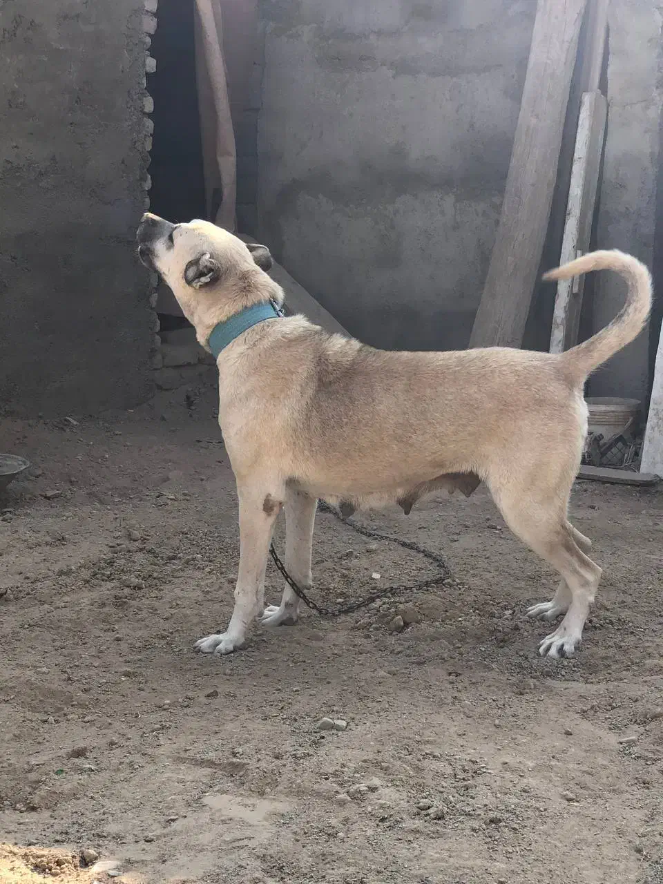 سرابی|سگ|چهاردانگه (تهران), |دیوار