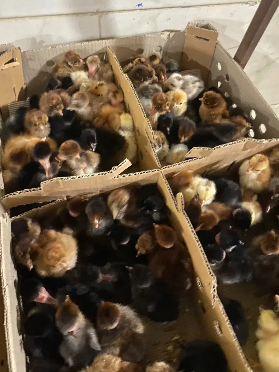 جوجه زینتی کاکلی گردن لخت سلطان|حیوانات مزرعه|سیرجان, |دیوار