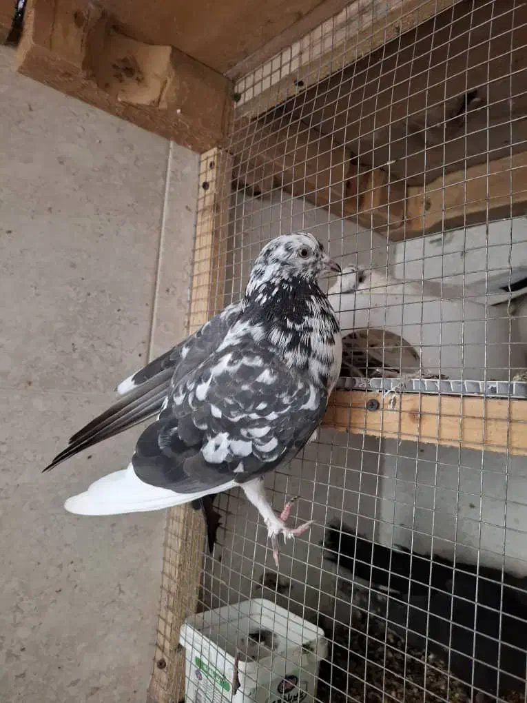 کبوتر|پرنده|قشم, |دیوار