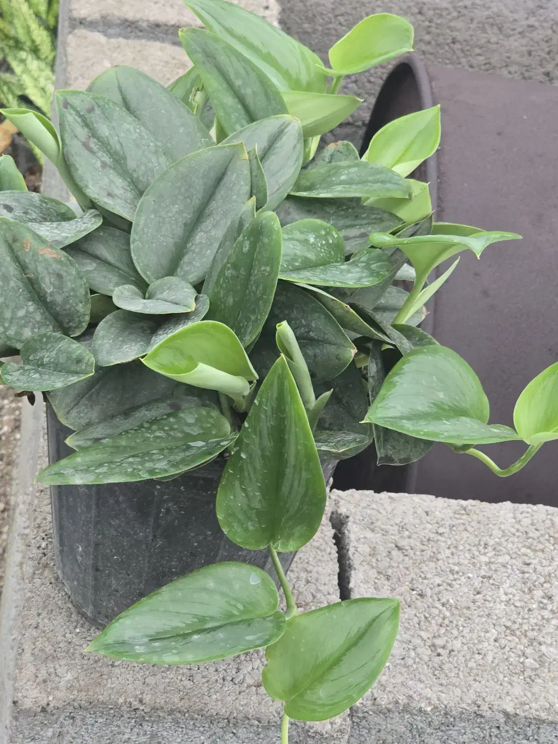 پتوس فرانسوی (مازندران-عباس‌آباد)|گل و گیاه طبیعی|تهران, میدان ولیعصر|دیوار