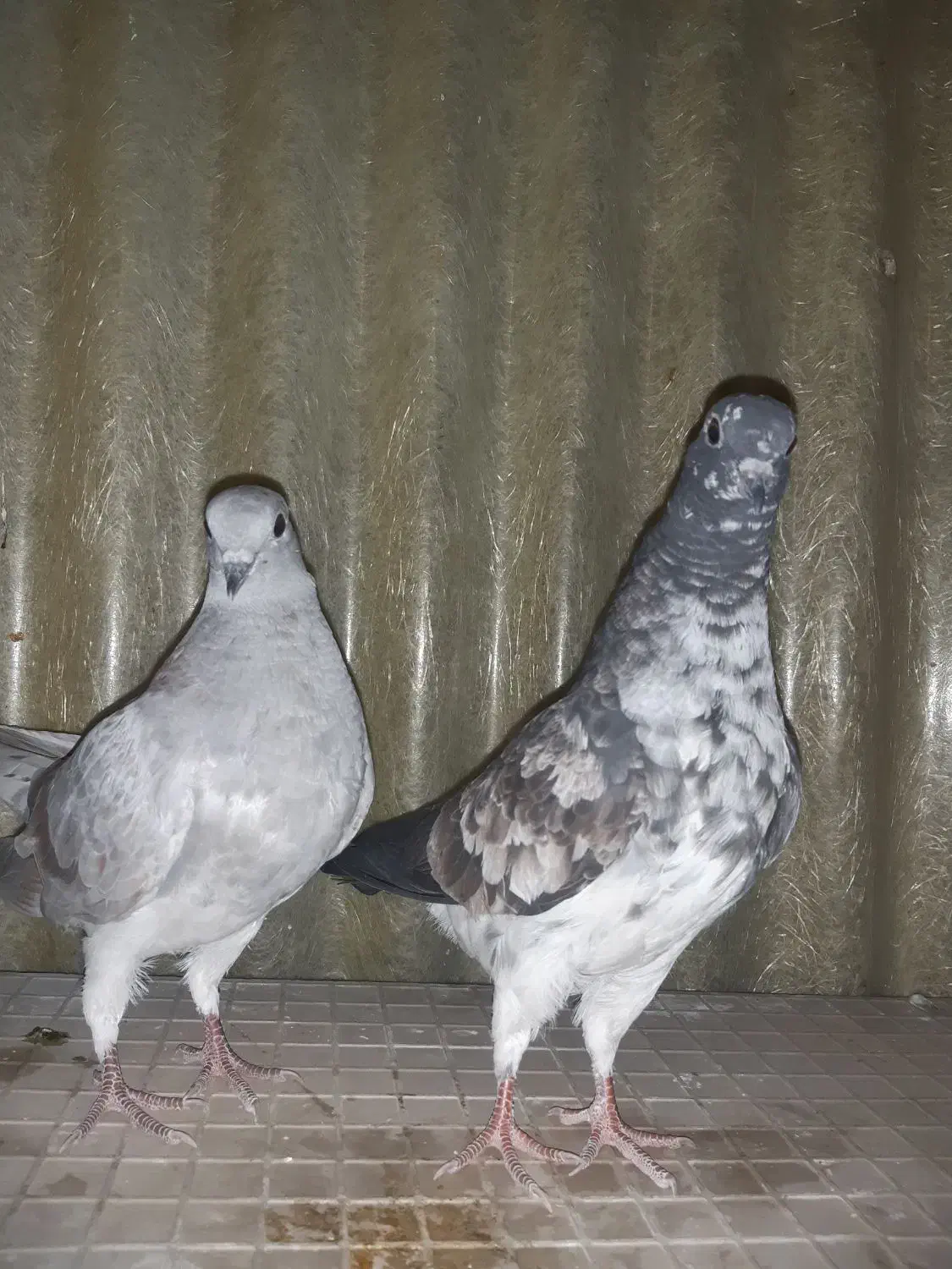 کبوترفروشی|پرنده|تهران, افسریه شمالی|دیوار