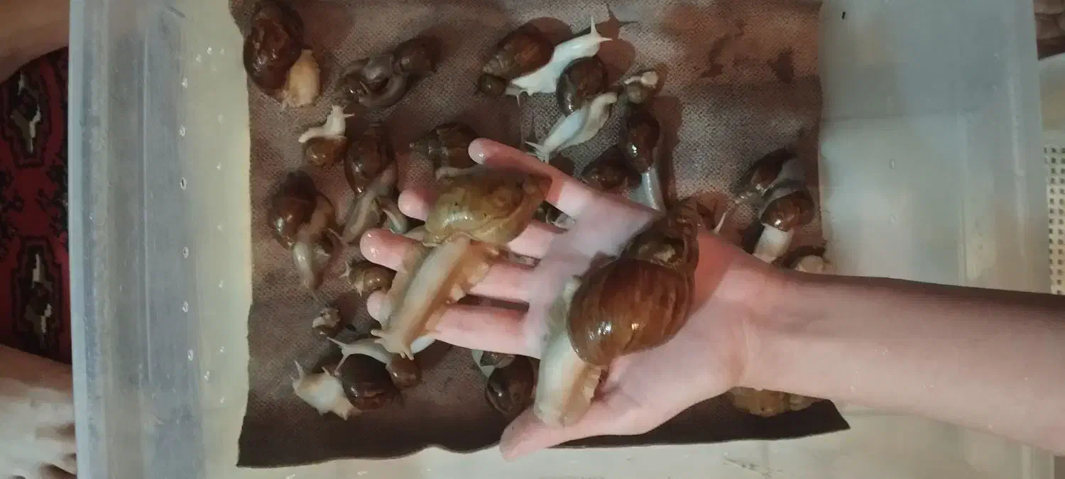 حلزون|خزنده|ملایر, |دیوار