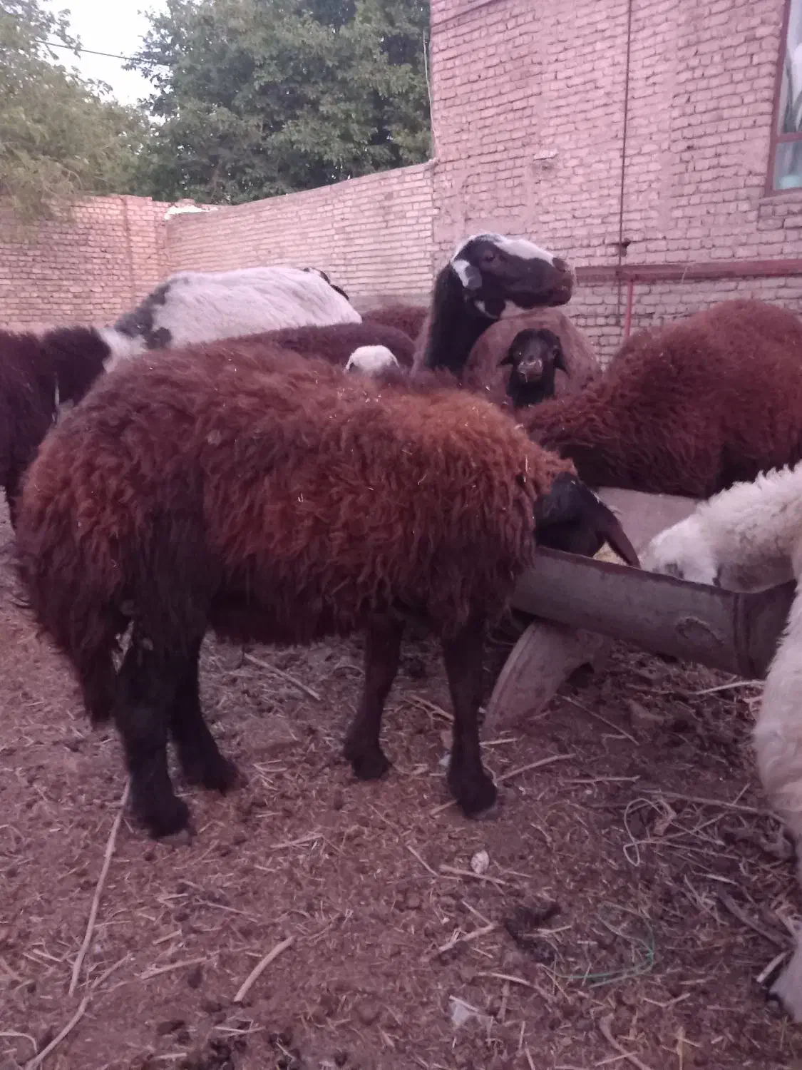 فروش فوری بره قوچی اصیل وذات دارضمانتی.|حیوانات مزرعه|فریمان, |دیوار