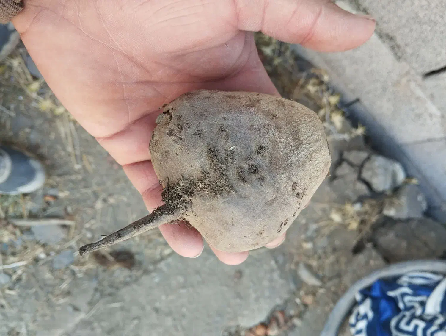 چغندر لبو|خوردنی و آشامیدنی|زند, |دیوار